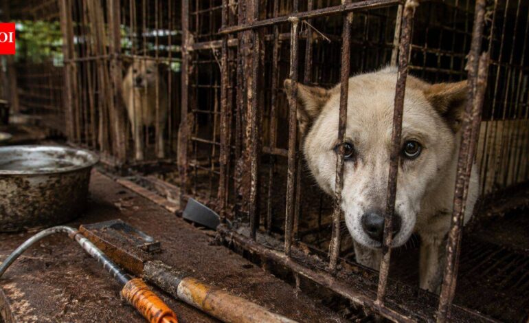 400,000 dogs vanished before South Korea’s meat ban. Where did hundreds of thousands of dogs go?