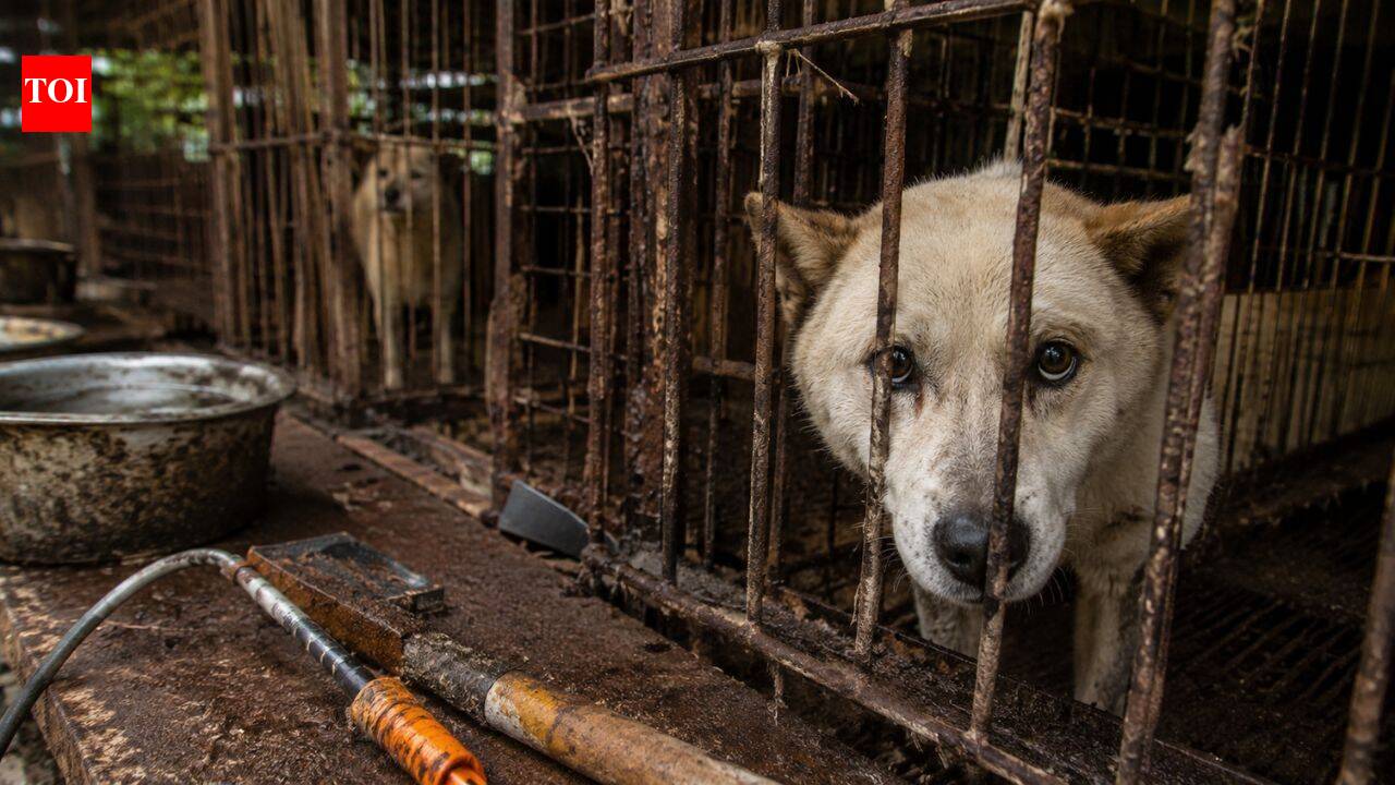 400,000 dogs vanished before South Korea’s meat ban. Where did hundreds of thousands of dogs go?