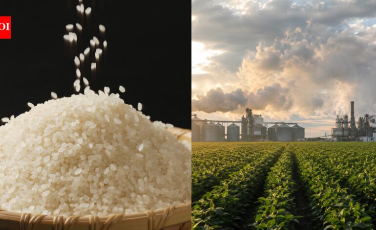 Rice farming warning: Scientists say the world’s most important food is pushing Earth beyond safe environmental limits |