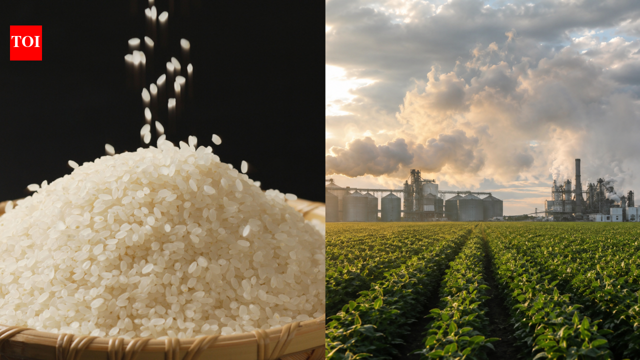 Rice farming warning: Scientists say the world’s most important food is pushing Earth beyond safe environmental limits |