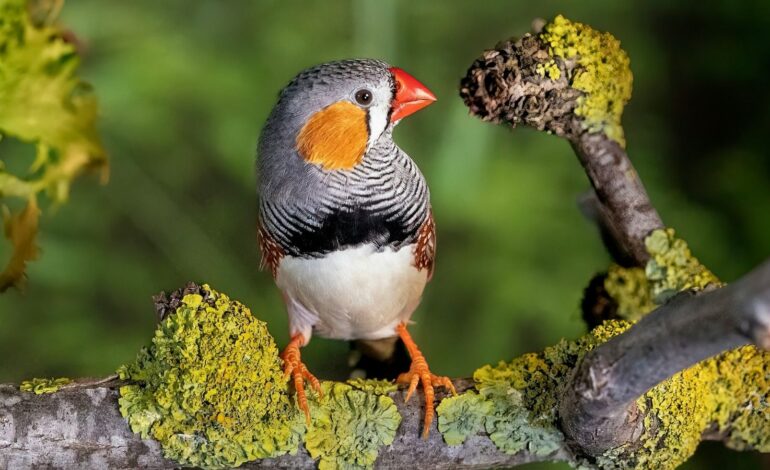 Researcher wins $1,00,000 prize for decoding Zebra Finch calls using AI | Technology News