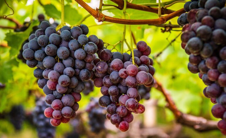 Why scientists are sending hundreds of Texas grape seeds to the ISS | Technology News
