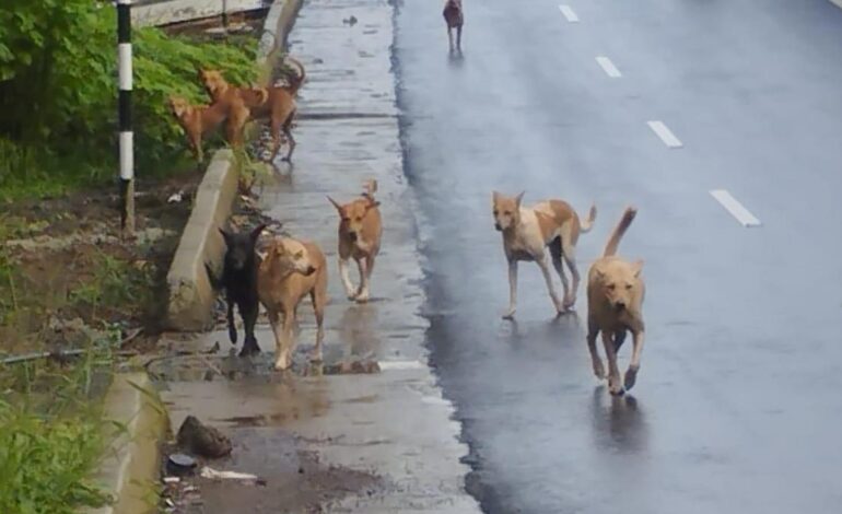 Finding land biggest challenge for Kozhikode Corporation’s stray dog shelter project