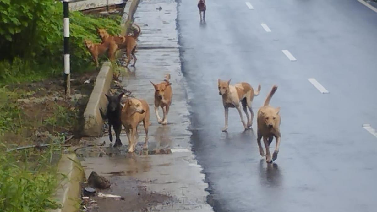 Finding land biggest challenge for Kozhikode Corporation’s stray dog shelter project