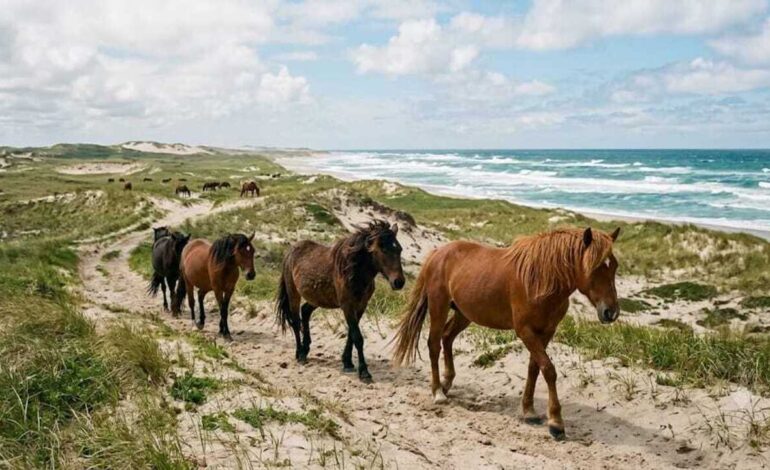 Sable Island is a remote sand island with no permanent residents, yet hundreds of wild horses roam freely across its shifting dunes | World News