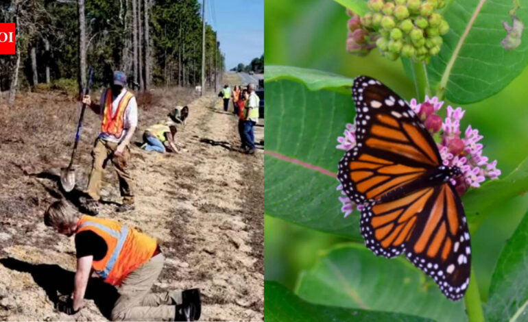Florida is planting 15,000 milkweeds along highways to help monarch butterflies; the unused roadsides could become a 10,200-acre wildlife corridor