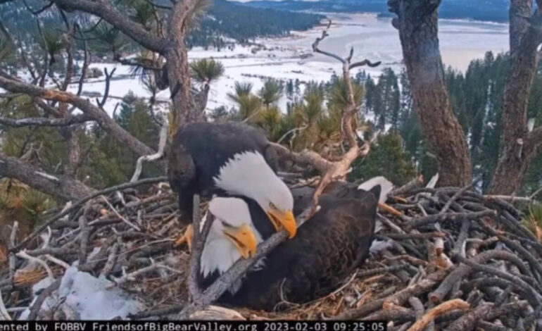 Big Bear’s famous bald eagle chicks have captivated livestream viewers, but conservationists are racing to raise $10M by July 31 to protect their habitat from development