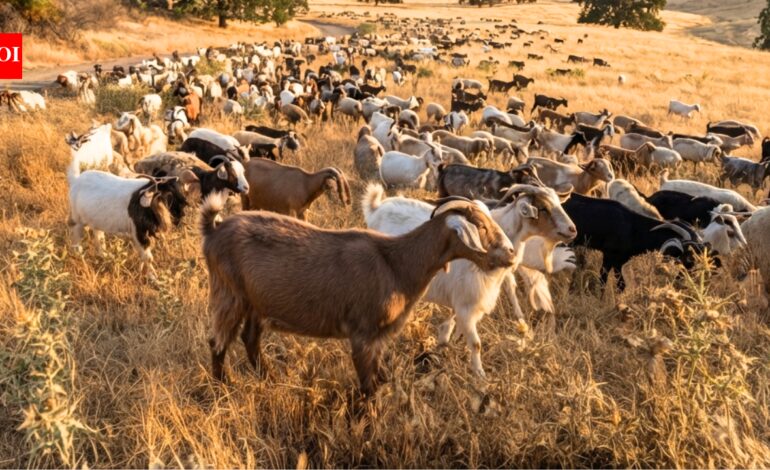 California deploys 400 goats and sheep as ‘firefighters’ to eat an invasive weed fuelling wildfires and threatening native ecosystems | World News