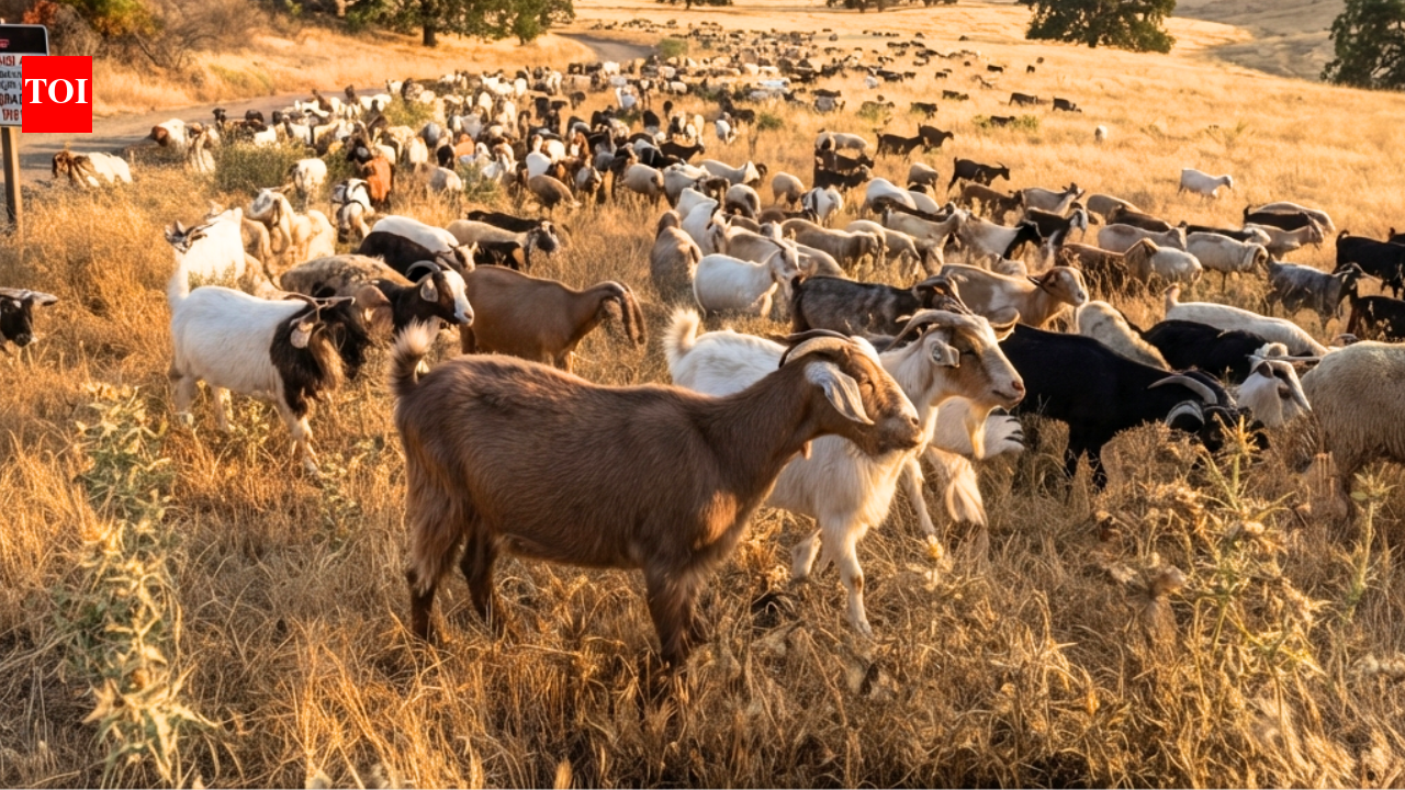 California deploys 400 goats and sheep as ‘firefighters’ to eat an invasive weed fuelling wildfires and threatening native ecosystems | World News
