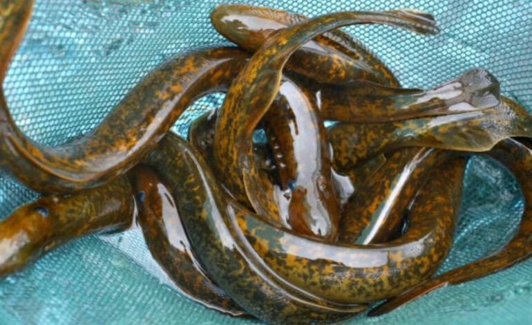 Inside science’s ‘forbidden experiment’: Why scientists kill 9 million sea lampreys every year in the Great Lakes of America