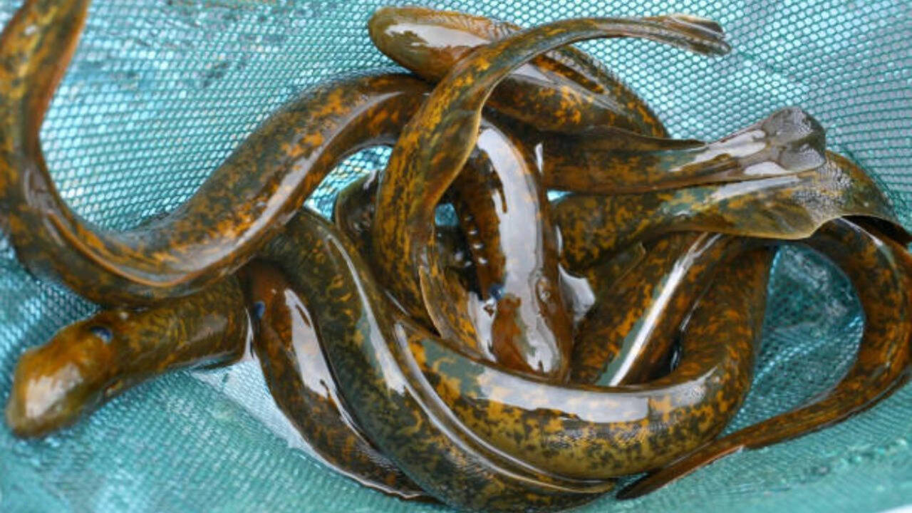 Inside science’s ‘forbidden experiment’: Why scientists kill 9 million sea lampreys every year in the Great Lakes of America