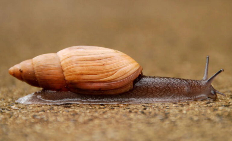 Hawaii: In 1955, Hawaii released a cannibal snail to control another invasive snail, but the predator instead helped push the islands’ rare native tree snails toward extinction