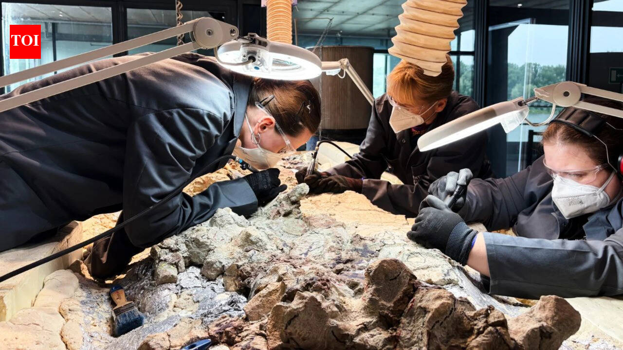 Scientists found a 2,865-pound predator from before dinosaurs ruled Earth; now 2,000 ordinary people are helping reveal its skeleton