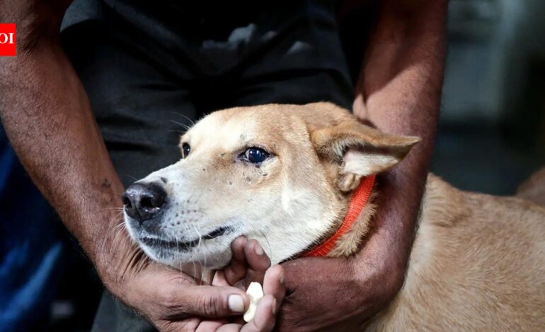 ‘Bite incidents every day’: Delhi HC takes up stray dog issue, launches suo motu PIL | India News