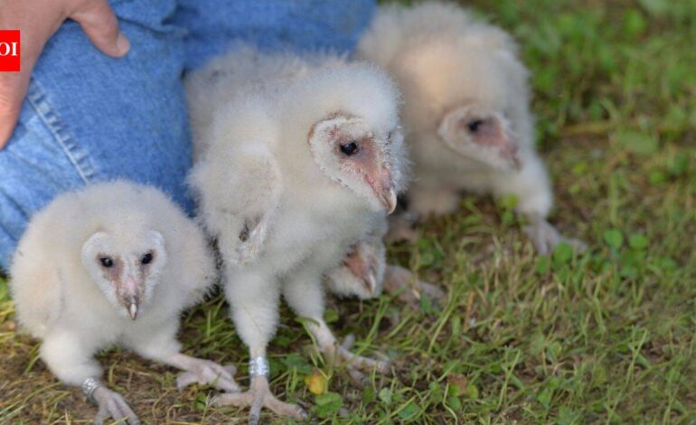 Six fluffy barn owlets were found nesting on a farm near Peterborough, bringing good news after the farm faced six suspected arson attacks this summer