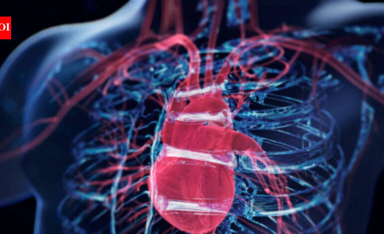 Scientists discover a surprising ‘brain’ hidden inside the heart: Formed by neurons, it controls the heartbeat and protects the organ during stressful situations |