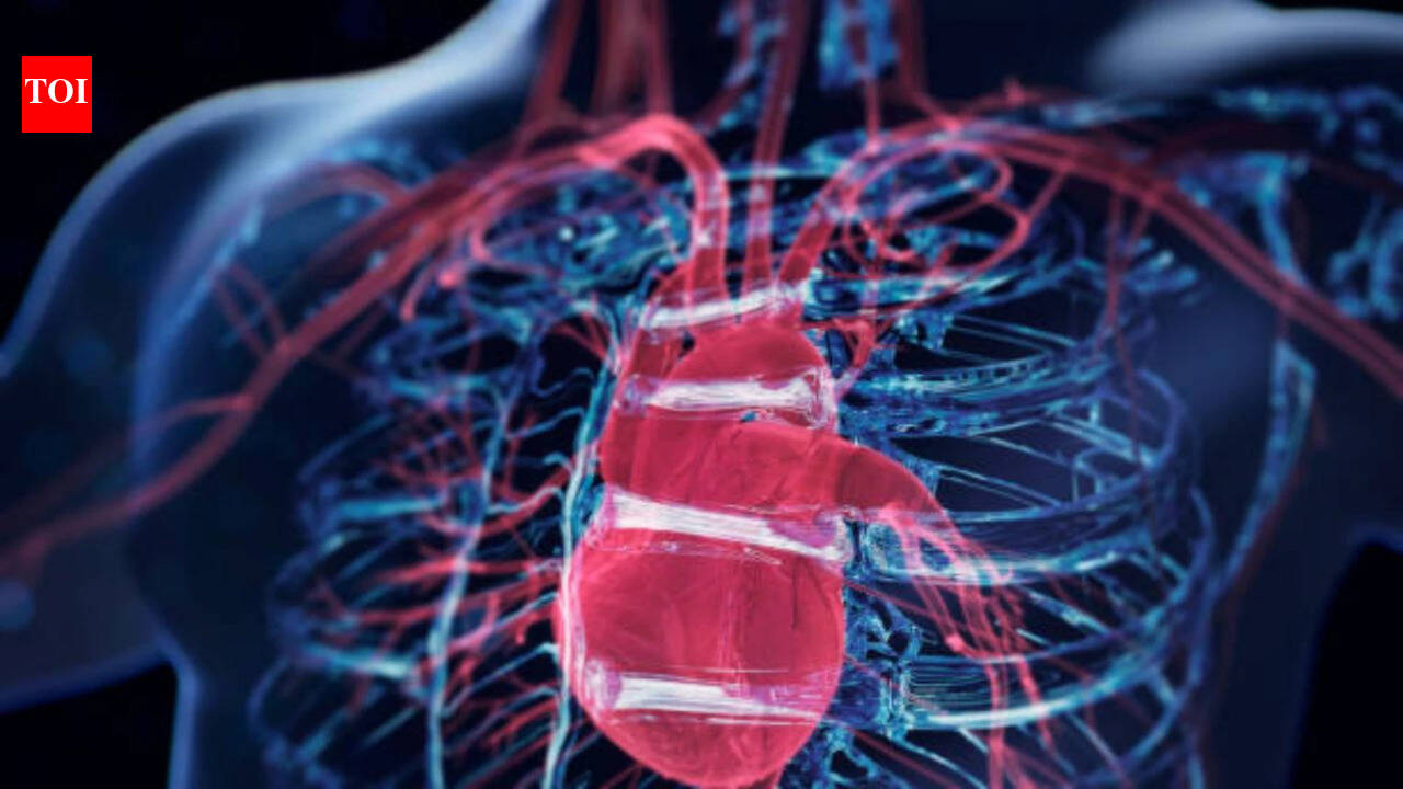Scientists discover a surprising ‘brain’ hidden inside the heart: Formed by neurons, it controls the heartbeat and protects the organ during stressful situations |
