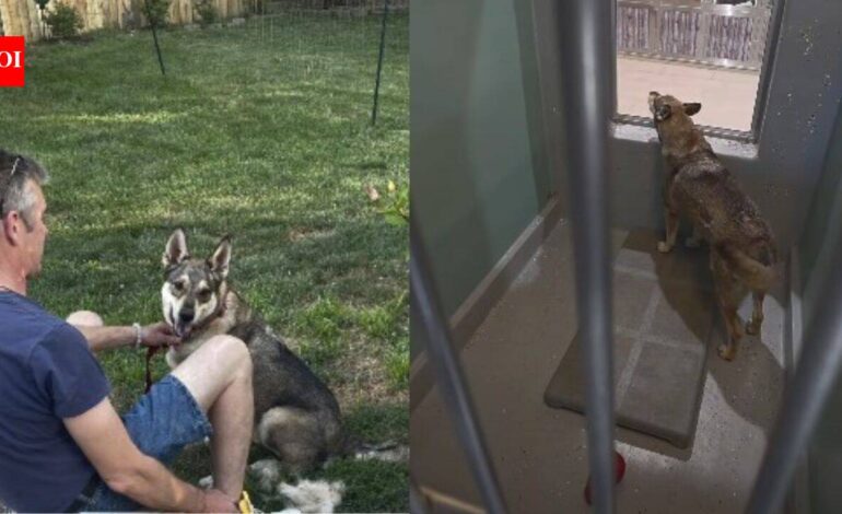 Shelter dog Duke lost his home, was separated from his bonded sister and endured two failed adoptions; one video finally found him a family nine hours away