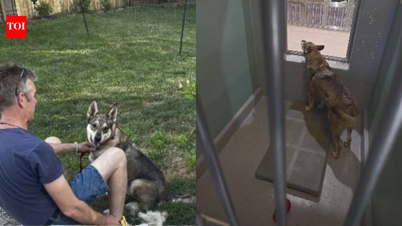 Shelter dog Duke lost his home, was separated from his bonded sister and endured two failed adoptions; one video finally found him a family nine hours away