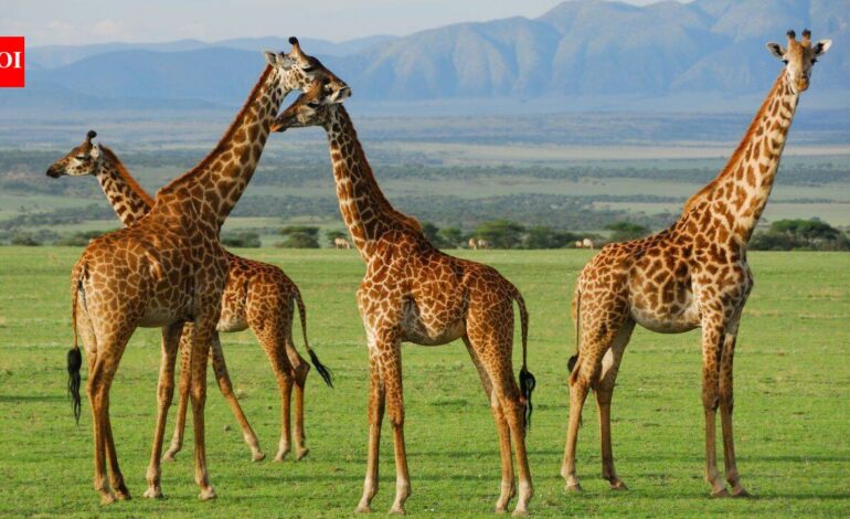 In the early 1980s, poaching wiped out all wildlife in this Ugandan reserve, now 12 giraffes are being brought back to save them from oil drilling