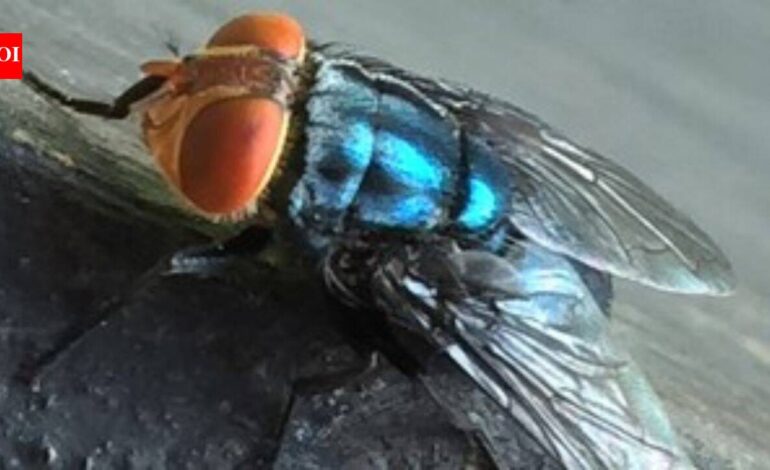 A dangerous parasite is spreading north through Central America into the US, and its weakness may be a very specific smell