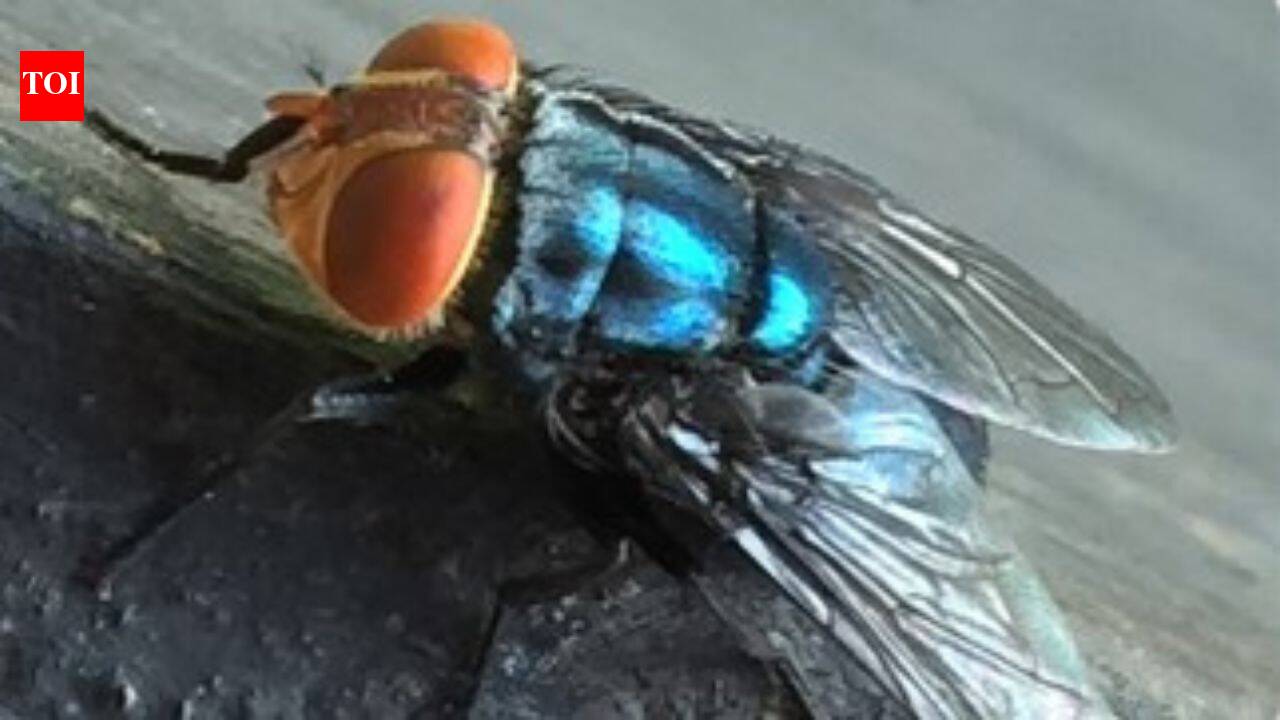 A dangerous parasite is spreading north through Central America into the US, and its weakness may be a very specific smell