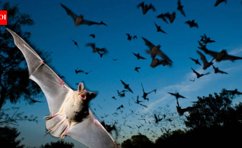 Scientists found that Japanese horseshoe bats living together in crowded colonies solve a noisy sonar problem by gradually shifting their echolocation calls to match each other’s frequency