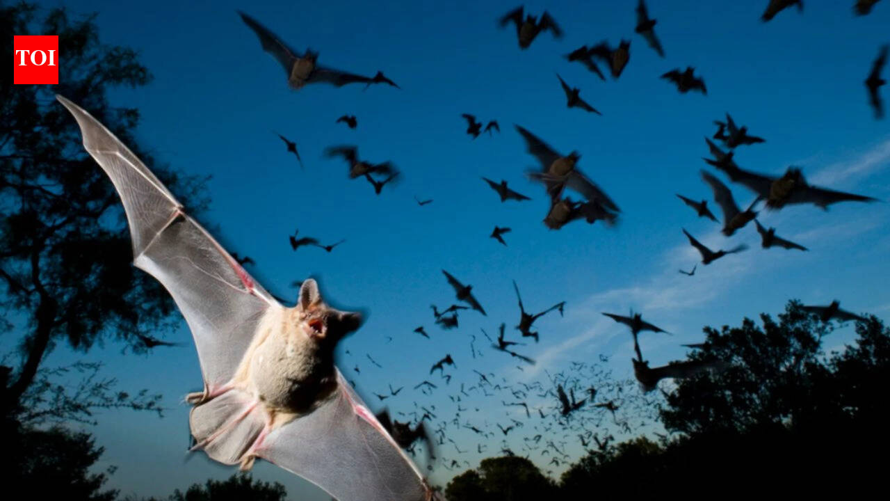 Scientists found that Japanese horseshoe bats living together in crowded colonies solve a noisy sonar problem by gradually shifting their echolocation calls to match each other’s frequency