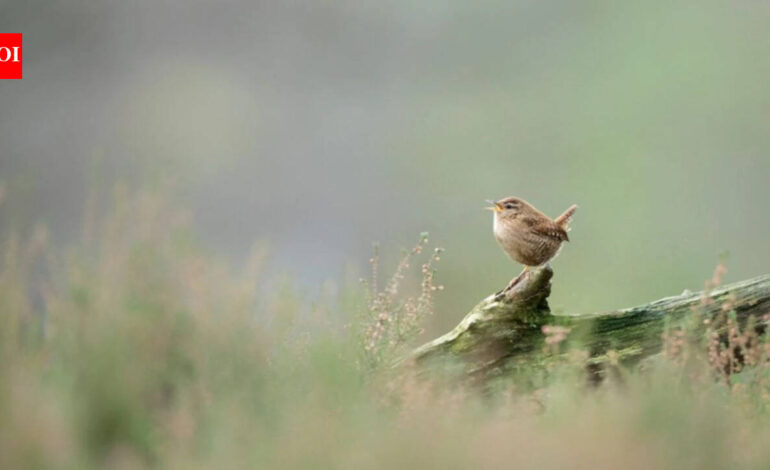 Researchers used AI to study more than 116,000 birdsong recordings from over 3,000 species and discovered that despite their huge variety, birdsongs across the world are built from only eight basic acoustic building blocks