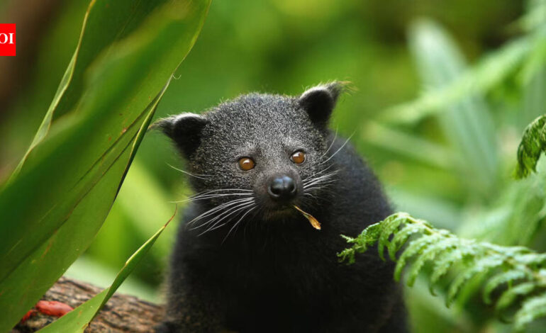 Beyond Tigers: The Wildlife Trade Fuelled by Pets and Myths | India News