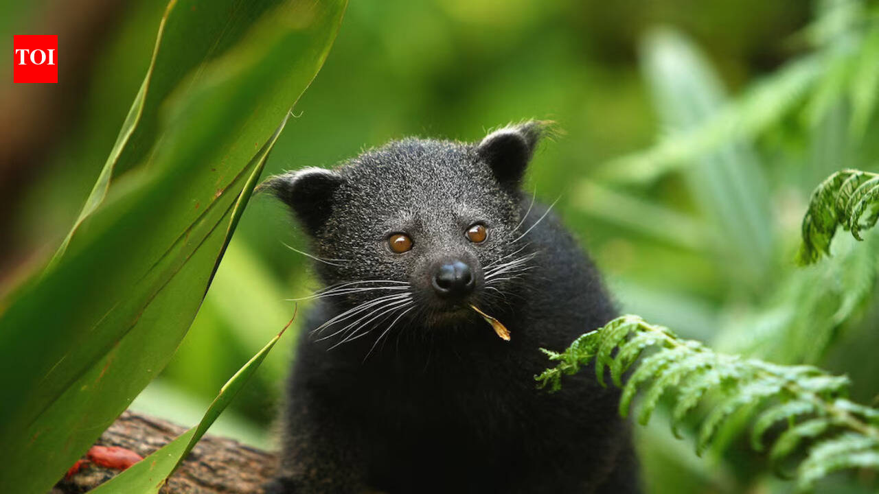 Beyond Tigers: The Wildlife Trade Fuelled by Pets and Myths | India News