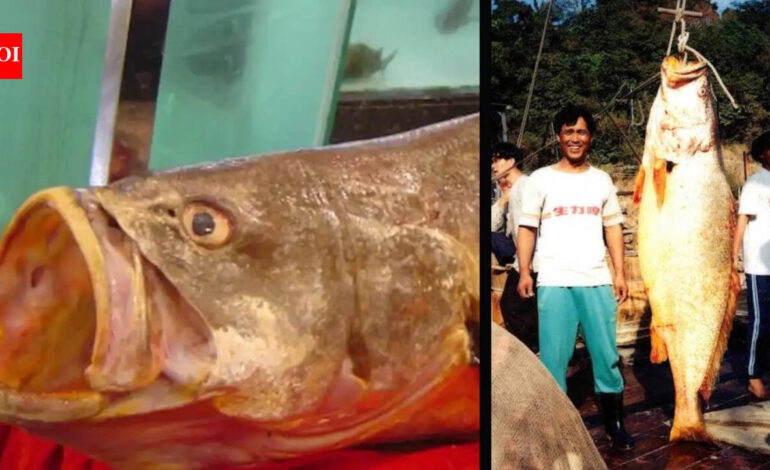 The Chinese bahaba, a critically endangered fish nicknamed the ‘Panda of the Sea,’ was missing from Hong Kong for over a decade, until its DNA gave it away