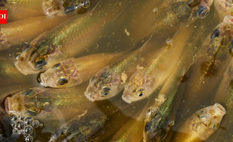 Calgary: A stormwater pond in Calgary appears filled with Prussian carp; the invasive fish can produce all-female clone-like offspring and spread through drainage routes