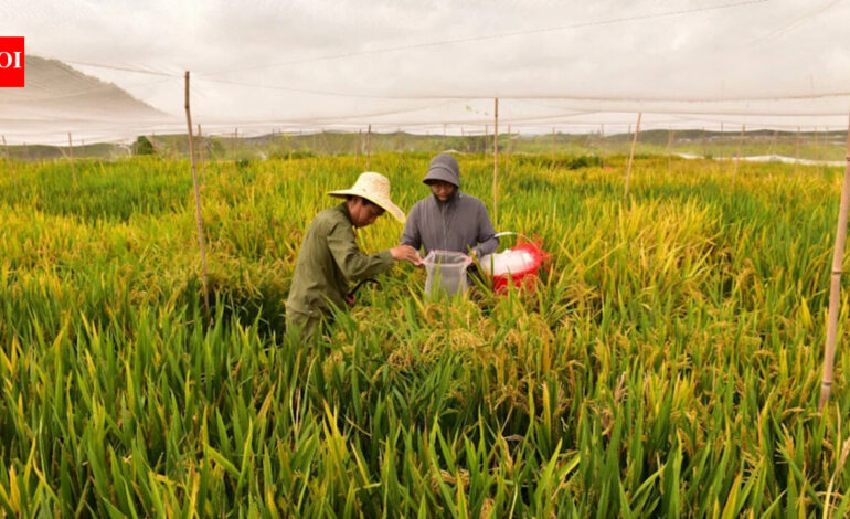 China’s new hybrid rice can preserve its high-yield traits across generations, potentially allowing farmers to replant seeds instead of buying new ones every year