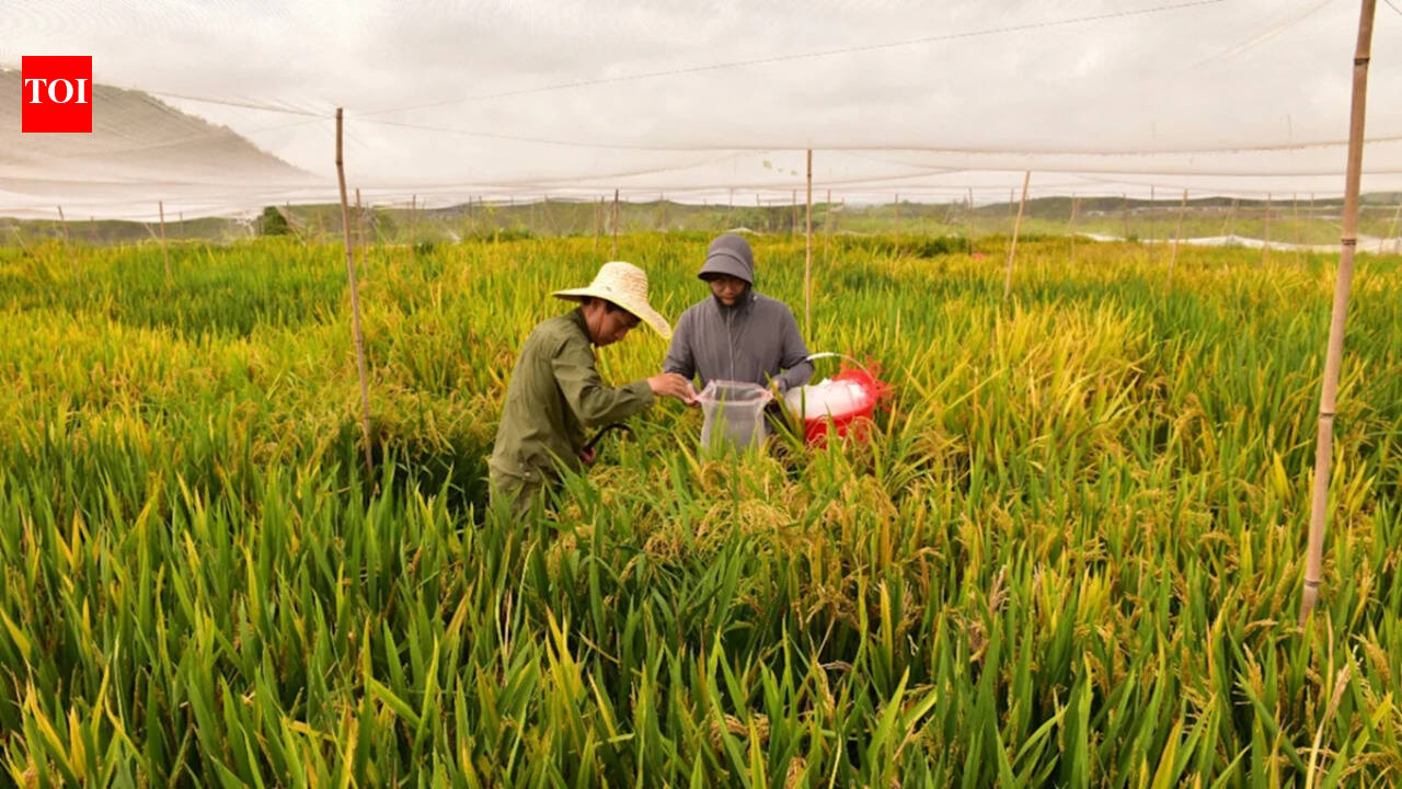 China’s new hybrid rice can preserve its high-yield traits across generations, potentially allowing farmers to replant seeds instead of buying new ones every year