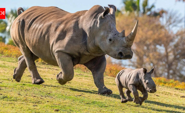 Poachers killed their mothers and left six young rhinos orphaned; after up to five years of rehabilitation, every one has now given birth in the wild