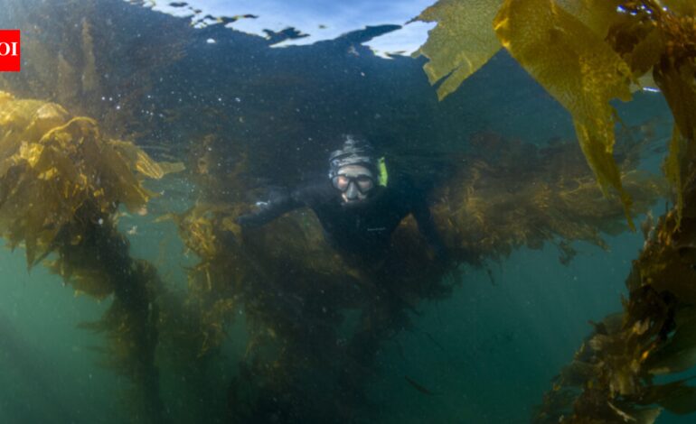 Researchers mapped 5,600km of Canada’s coast using 170 years of records; kelp persistence reached 88% in cold waters but fell to 52% in warmer sheltered areas