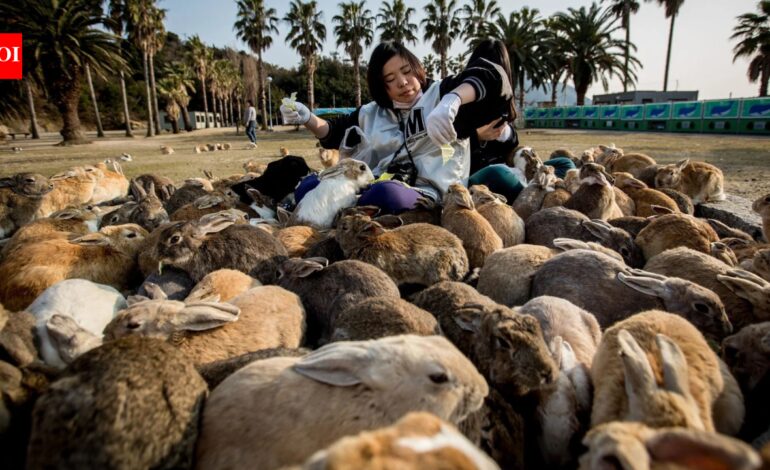 Tourist feeding helped push Japan’s famous Rabbit Island beyond its natural limits; now vegetation is stripped and wild boars are attacking rabbits