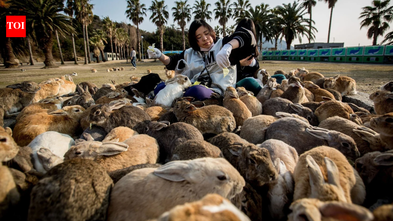 Tourist feeding helped push Japan’s famous Rabbit Island beyond its natural limits; now vegetation is stripped and wild boars are attacking rabbits