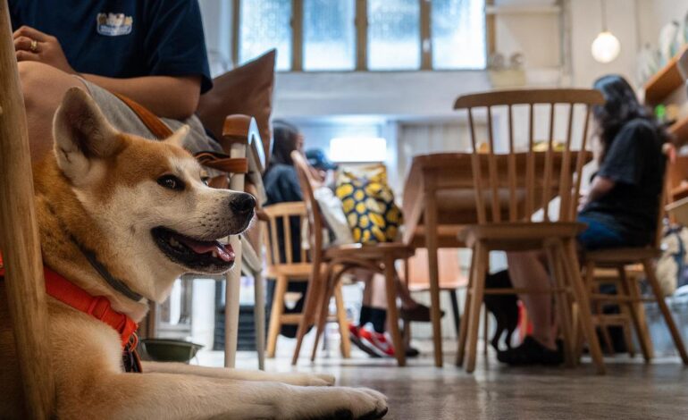Hong Kong eateries welcome dogs inside as city relaxes dining restrictions