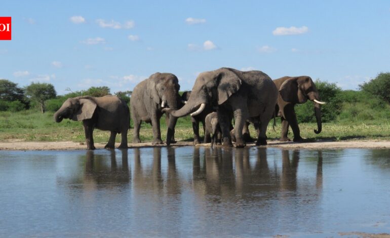 South Africa released 11 formerly captive elephants onto wild reserves; five years later, their behaviour closely matched elephants that had never lived in captivity