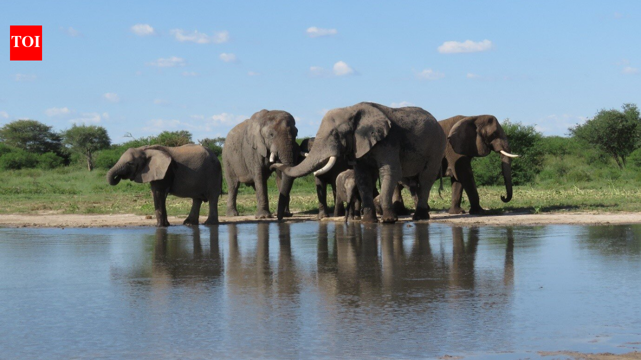 South Africa released 11 formerly captive elephants onto wild reserves; five years later, their behaviour closely matched elephants that had never lived in captivity