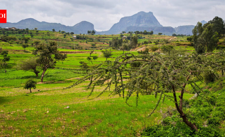 Around 150 BCE, Aksum rose along Red Sea trade routes; researchers say surviving Tigray grapevines may preserve part of that ancient agricultural legacy