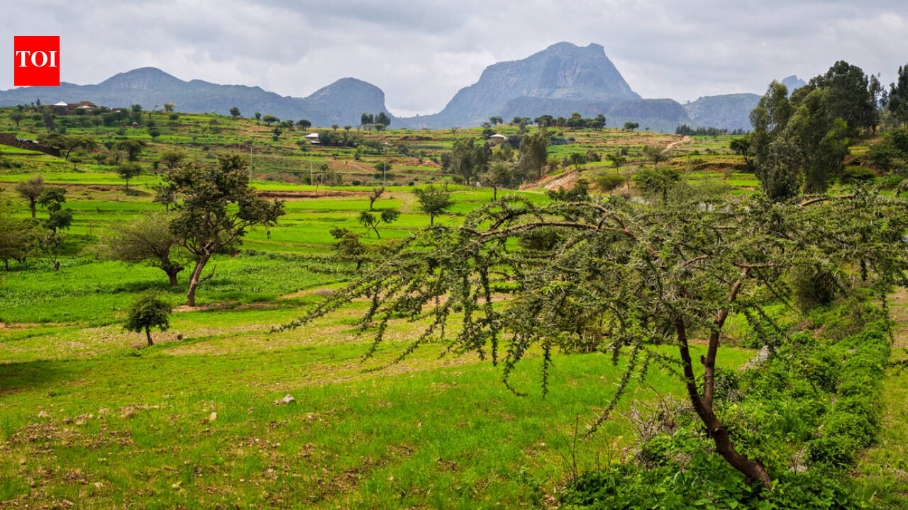 Around 150 BCE, Aksum rose along Red Sea trade routes; researchers say surviving Tigray grapevines may preserve part of that ancient agricultural legacy