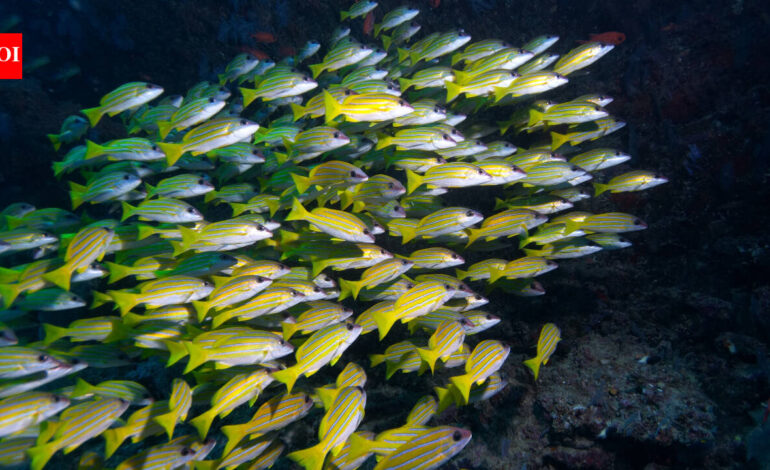 In 1869, the Suez Canal connected the Red Sea to the Mediterranean; over 150 years later, 120 fish species have crossed and scientists predict the next three