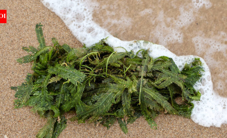 In 2000, an aquarium plant escaped into California waters; removing the ‘killer algae’ took six years and over $7 million