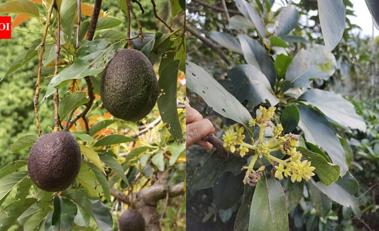 Scientists solve the 100-year-old mystery behind why avocado flowers change sex over two days |