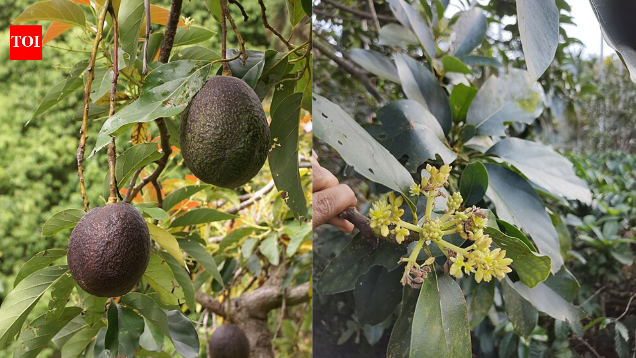 Scientists solve the 100-year-old mystery behind why avocado flowers change sex over two days |