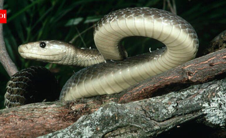 The black mamba is the fastest snake on Earth, but its incredible speed isn’t its only weapon; here’s how it hunts, strikes and captures prey with remarkable efficiency