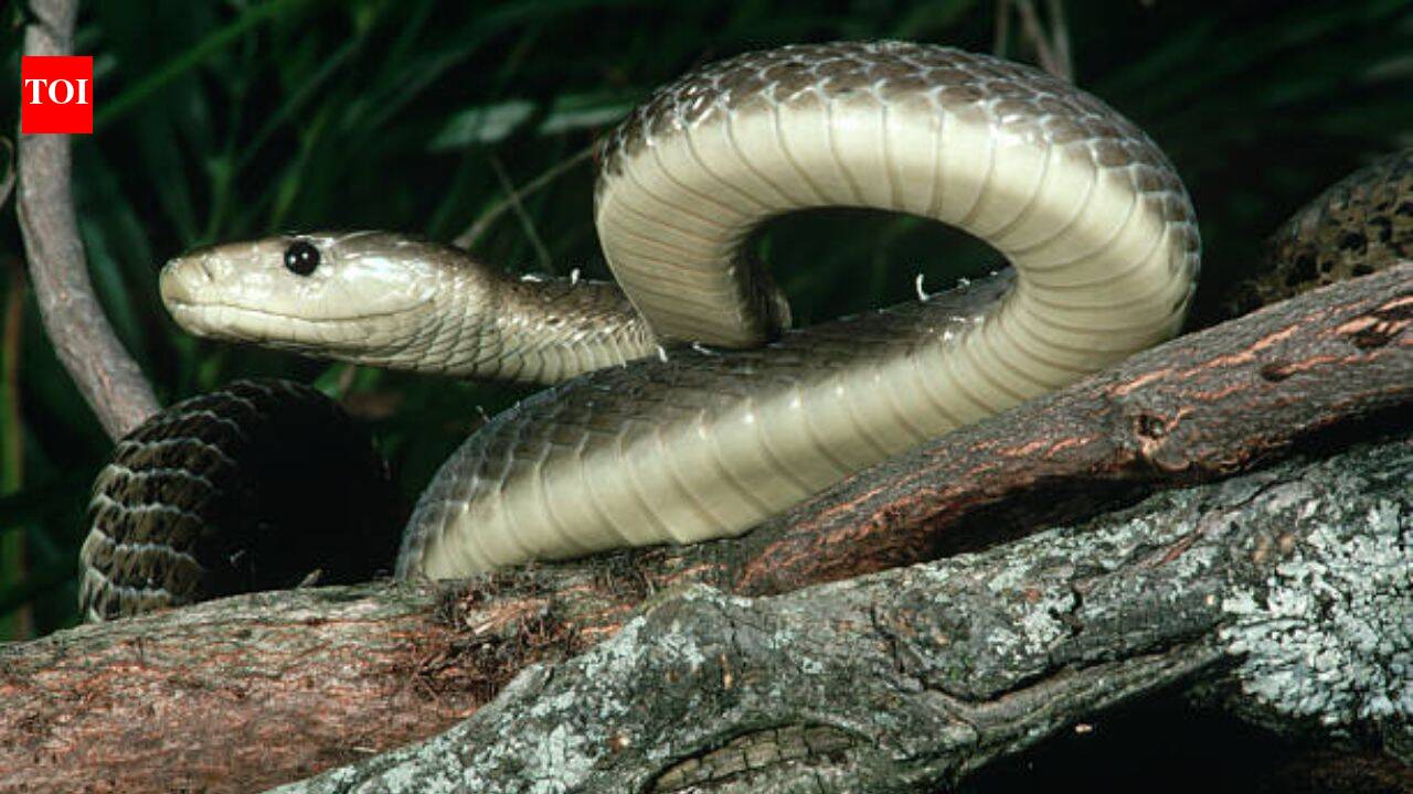 The black mamba is the fastest snake on Earth, but its incredible speed isn’t its only weapon; here’s how it hunts, strikes and captures prey with remarkable efficiency